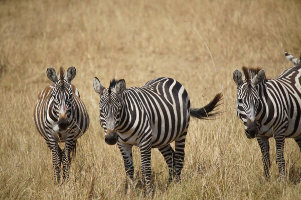 Zebras standing on the grass, their heads facing the camera. Large numbers of animals migrate to the Masai Mara National Wildlife Refuge in Kenya, Africa. 2016.