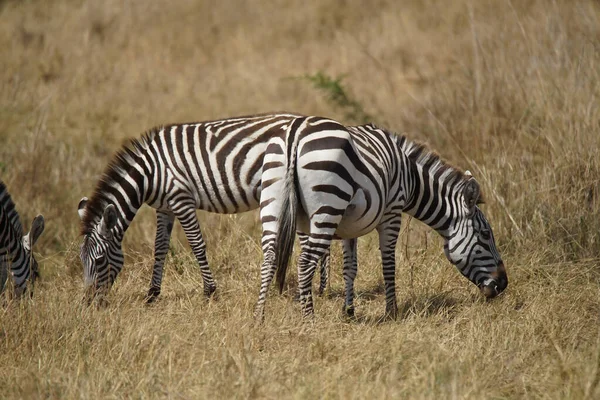 Três Zebras Curvando Cabeça Comendo Grama Grande Número Animais Migram — Fotografia de Stock