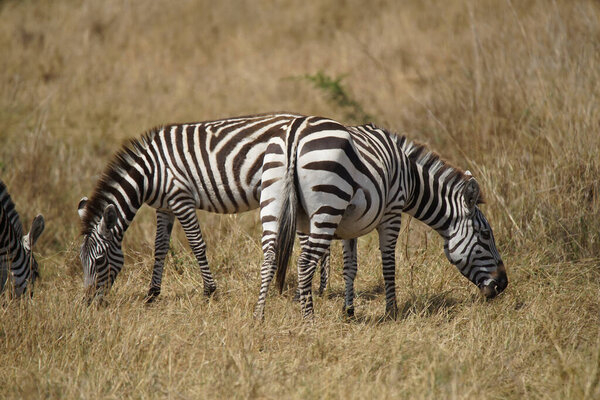 Three zebras bowing their heads and eating grass. Large numbers of animals migrate to the Masai Mara National Wildlife Refuge in Kenya, Africa. 2016.