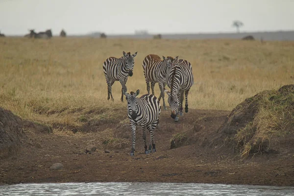 Quattro Zebre Camminarono Fino Fiume Pronte Bere Acqua Numerosi Animali — Foto Stock