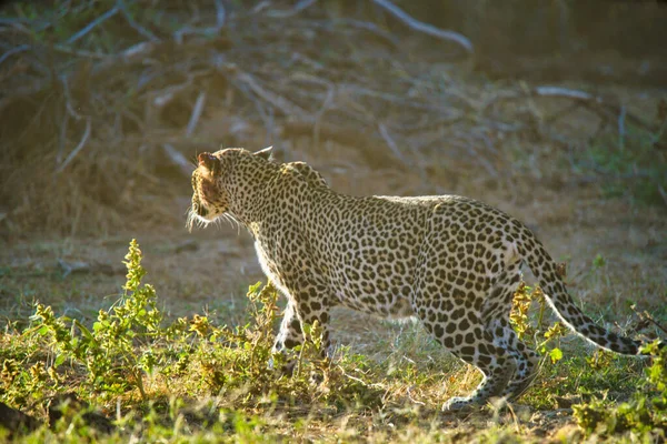 Morning Sun Leopard Stood Grass Ready Hunt Large Numbers Animals — Stock Photo, Image