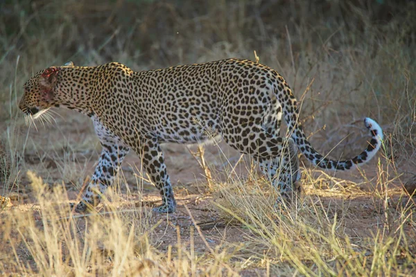 Leopard Walking Grass Bleeding Ear Injury Large Numbers Animals Migrate — Stock Photo, Image