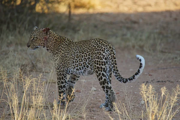 Die Augen Des Leoparden Blickten Die Ferne Sein Schwanz Kräuselte — Stockfoto