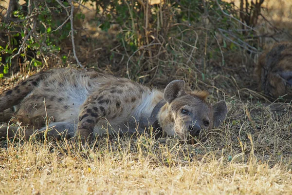 Hyena Lay Grass Eyes Were Godless Tired Large Numbers Animals — Stock Photo, Image