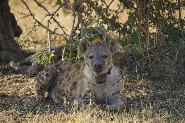 Hyena Lay Grass Two Eyes Stared Camera Large Numbers Animals — Stock Photo, Image