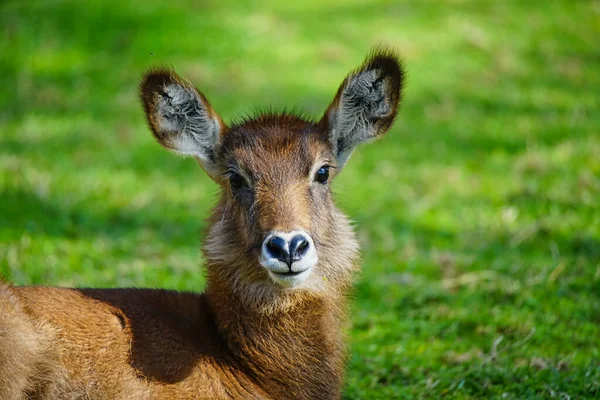 Waterbuck Trovava Sull Erba Verde Primo Piano Della Testa Numerosi — Foto Stock