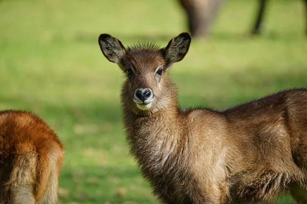 Waterbuck Kobus Ellipsiprymnus Sorgeva Sull Erba Verde Numerosi Animali Migrano — Foto Stock