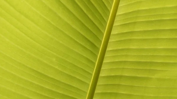 台湾のバナナは明るい緑色をしています 質感などの用途に適しています — ストック写真
