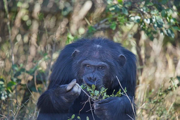 Chimpanzé Saisit Les Feuilles Vertes Sens Avec Son Nez Grand — Photo