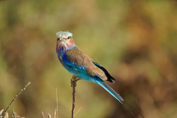 Fliederbrust Roller Steht Auf Einem Dünnen Ast Der Nationalvogel Kenias — Stockfoto