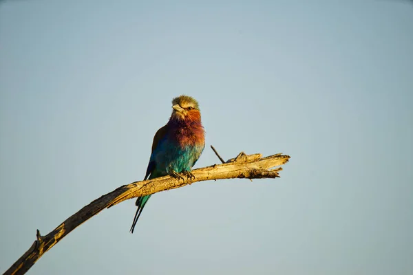 Fliederbrust Roller Steht Auf Einem Ast Der Nationalvogel Kenias Eine — Stockfoto