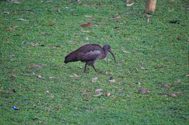 Bir Hadaba ayısı (Bostrychia hagedash) yeşil çimlerin üzerinde yürüyor. Çok sayıda hayvan Kenya, Afrika 'daki Masai Mara Ulusal Vahşi Yaşam Sığınağı' na göç ediyor. 2016.
