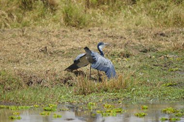 Siyah başlı balıkçıl (Ardea melanocephala) göletin yanındadır. Kanatlarını aç. Çok sayıda hayvan Kenya, Afrika 'daki Masai Mara Ulusal Vahşi Yaşam Sığınağı' na göç ediyor. 2016.