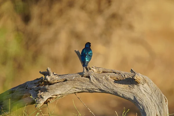 Ein Superstarvogel Lamprotornis Superbus Hockte Auf Dem Ast Eine Große — Stockfoto