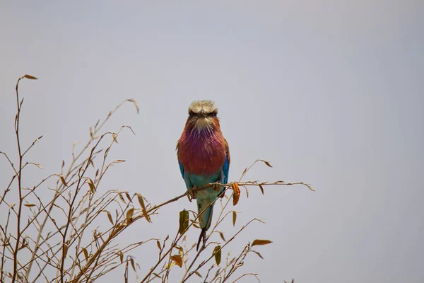 Fliederbrust Roller Steht Auf Einem Ast Der Nationalvogel Kenias Eine — Stockfoto