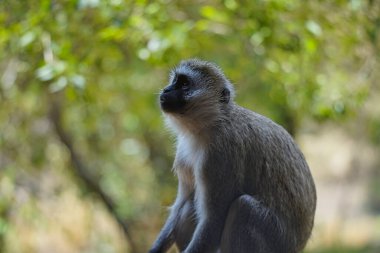 Vervet maymunu (Chlorocebus pygerythrus) uzaklığa bakarak oturur. Çok sayıda hayvan Kenya, Afrika 'daki Masai Mara Ulusal Vahşi Yaşam Sığınağı' na göç ediyor. 2016.