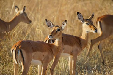 Grant 'in birkaç ceylanı güneşin altındaki çayırlarda yürüyordu. Çok sayıda hayvan Kenya, Afrika 'daki Masai Mara Ulusal Vahşi Yaşam Sığınağı' na göç ediyor. 2016.
