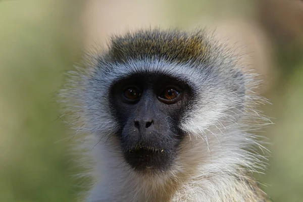 Close Portrait Face Vervet Monkey Chlorocebus Pygerythrus Large Numbers Animals — Stock Photo, Image