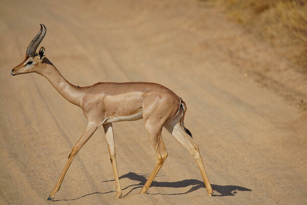 Male Gerenuk is walking on the loess road. Its profile and full-body portrait. Large numbers of animals migrate to the Masai Mara National Wildlife Refuge in Kenya, Africa. 2016.