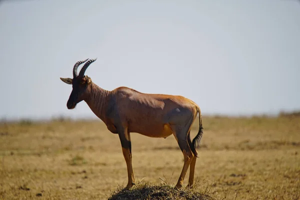 Topi Macho Damaliscus Lunatus Tsessebe Comum Pastagem Grande Número Animais — Fotografia de Stock