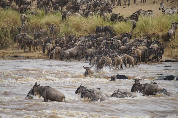 Wiele Afrykańskich Dzikich Zwierząt Gnu Migruje Przeprawiają Się Przez Rzekę — Zdjęcie stockowe