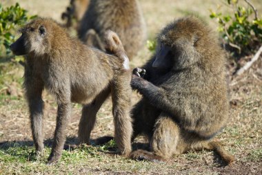 Bu erkek babun çimlerin üzerinde duruyor. Dişi babun poposunu tımar etsin. Çok sayıda hayvan Kenya, Afrika 'daki Masai Mara Ulusal Vahşi Yaşam Sığınağı' na göç ediyor. 2016.