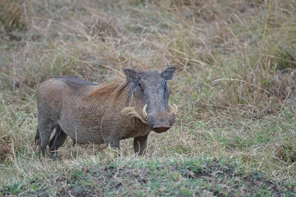 Wrattenzwijn Phacochoerus Africanus Speelt Het Gras Het Heeft Twee Scherpe — Stockfoto