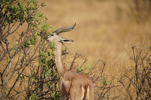 Gerenuk Litocranius Walleri Está Comendo Folhas Arbusto Grande Número Animais — Fotografia de Stock