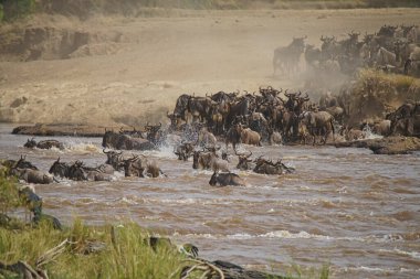Birçok Afrika antilobu (Gnu) göç eder. Mara nehrini geçtiler. Biraz ölüm. Çok sayıda hayvan Kenya, Afrika 'daki Masai Mara Ulusal Vahşi Yaşam Sığınağı' na göç ediyor. 2016.