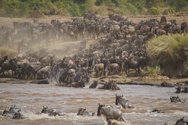 Birçok Afrika antilobu (Gnu) göç eder. Mara nehrini geçtiler. Biraz ölüm. Çok sayıda hayvan Kenya, Afrika 'daki Masai Mara Ulusal Vahşi Yaşam Sığınağı' na göç ediyor. 2016.