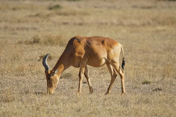 Afrikanska Hartebeest Äter Gräs Solen Pälsen Gulbrun Ett Stort Antal — Stockfoto