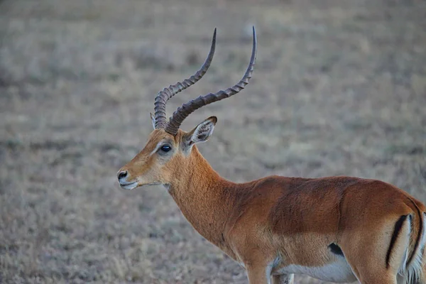 Impala Africano Aepyceros Melampus Tem Chifres Curvos Espiral Peles Castanhas — Fotografia de Stock