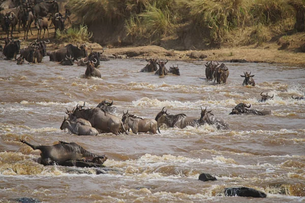 Birçok Afrika antilobu (Gnu) göç eder. Mara nehrini geçtiler. Biraz ölüm. Çok sayıda hayvan Kenya, Afrika 'daki Masai Mara Ulusal Vahşi Yaşam Sığınağı' na göç ediyor. 2016.