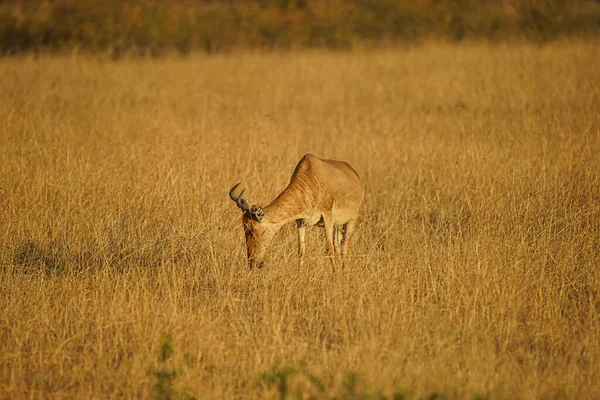 Afrykański Hartebeest Zjada Trawę Słońcu Jego Futro Jest Żółtawo Brązowe — Zdjęcie stockowe