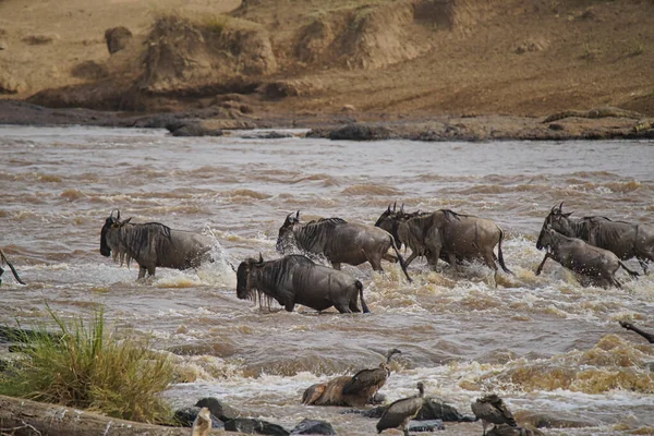 Wiele Afrykańskich Dzikich Zwierząt Gnu Migruje Przeprawiają Się Przez Rzekę — Zdjęcie stockowe