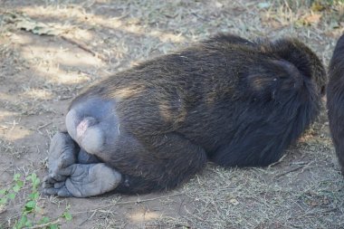 Şempanze çimenlere yaslandı. Kıçlar ve ayaklar kameraya dönük. Çok sayıda hayvan Kenya, Afrika 'daki Masai Mara Ulusal Vahşi Yaşam Sığınağı' na göç ediyor. 2016.
