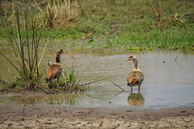 Mısırlı Kaz 'lar su birikintisinde duruyorlar. Çok sayıda hayvan Kenya, Afrika 'daki Masai Mara Ulusal Vahşi Yaşam Sığınağı' na göç ediyor. 2016.