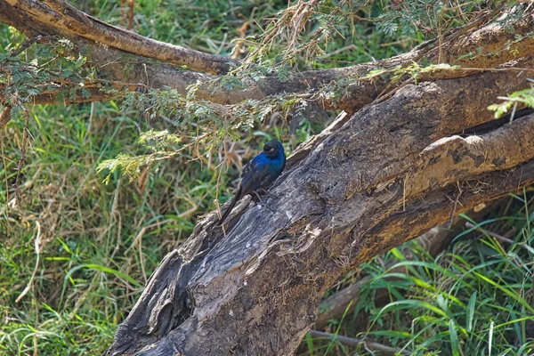 Rueppells Glansiga Stjärnglans Lamprotornis Purpuroptera Står Bakluckan Ett Stort Antal — Stockfoto