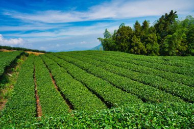 Mavi gökyüzü ve beyaz bulutlar, sıra sıra çay tarlaları. Çay, bambu, betel fındık ağacı, sığır balıkçılığı göçü, Chiayi İlçesi Meishan Kasabası özellikleri, Tayvan.