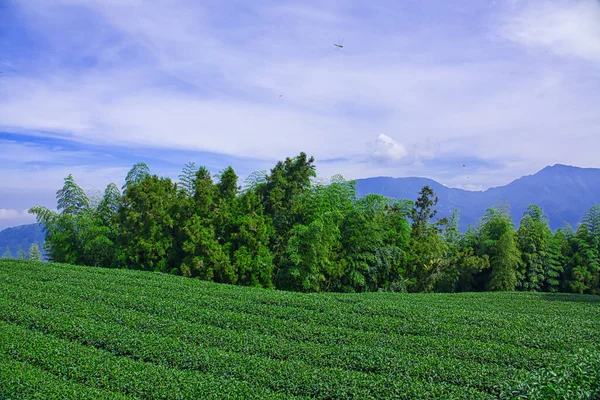 Yusufçuklar Çay Çiftçilerinin Üzerinde Uçar Çay Bambu Betel Fındık Ağacı — Stok fotoğraf
