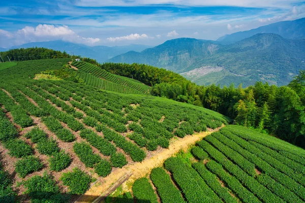 Herbata Plantacji Rolnych Czyste Świeże Wczesnym Rankiem Herbata Bambus Drzewo — Zdjęcie stockowe
