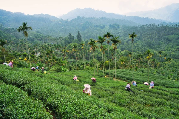Çay çiftçileri çay yapraklarını hasat ediyor. Çay, bambu, betel fındık ağacı, sığır balıkçılığı göçü, Chiayi İlçesi Meishan Kasabası özellikleri, Tayvan.