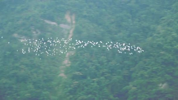 谷の前後に飛んで 牛の挨拶の大規模なグループです Xiaoyeliuユニークな地質景観 台湾があります — ストック動画