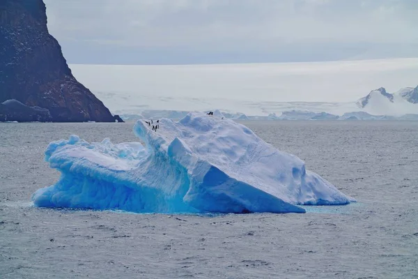 Several Penguins Ice Floe Distance Penguins Look Little Black Spots — Stock Photo, Image