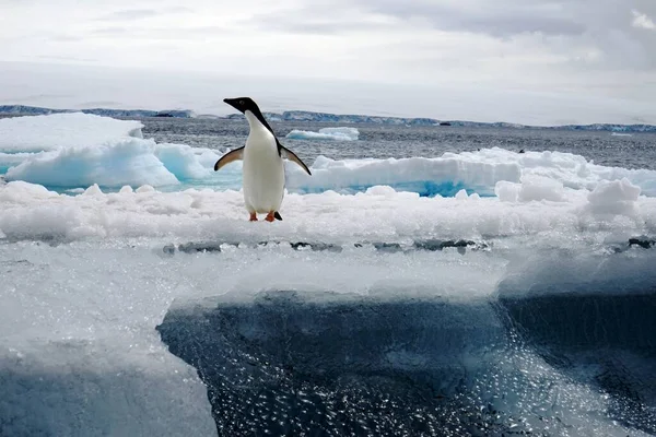 Auf Dieser Eisscholle Liegt Ein Adelie Pinguin Mit Ausgebreiteten Flügeln — Stockfoto