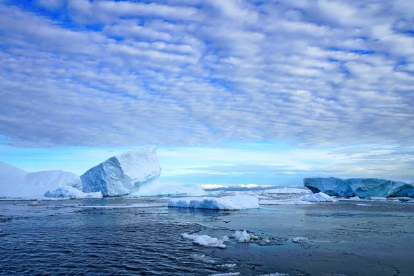 Este Verano Isla Pleneau Península Antártica Hay Pingüinos Ballenas Icebergs — Foto de Stock