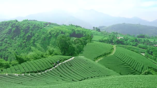 Herbata Plantacji Rolnych Czyste Świeże Wczesnym Rankiem Xiaoyeliu Unikalny Krajobraz — Wideo stockowe