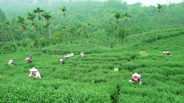 Tea Farmers Wearing Hats Harvesting Tea Leaves Xiaoyeliu Has Unique — Stock Video
