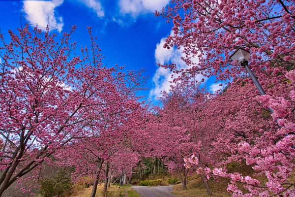 公園内には美しい桜 が咲きます 台中市の武陵農場での桜の季節 2021年4月 — ストック写真