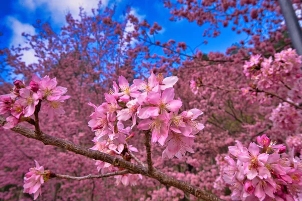 Parkta güzel kiraz çiçekleri (sakura ağacı). Taichung, Tayvan 'daki Wuling Çiftliği' nde kiraz çiçeği mevsimi. Nisan 2021.